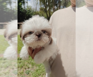 Shih Tzu Puppy for sale in SORRENTO, FL, USA
