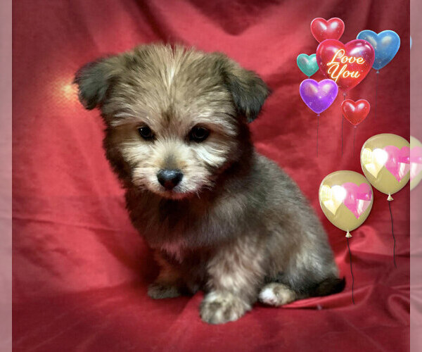 View Ad MalteseMorkie Mix Puppy for Sale near California