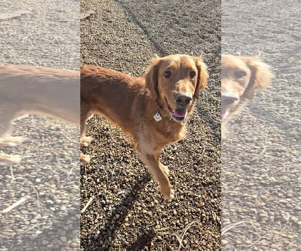 Medium Photo #2 Golden Retriever Puppy For Sale in Estherville, IA, USA