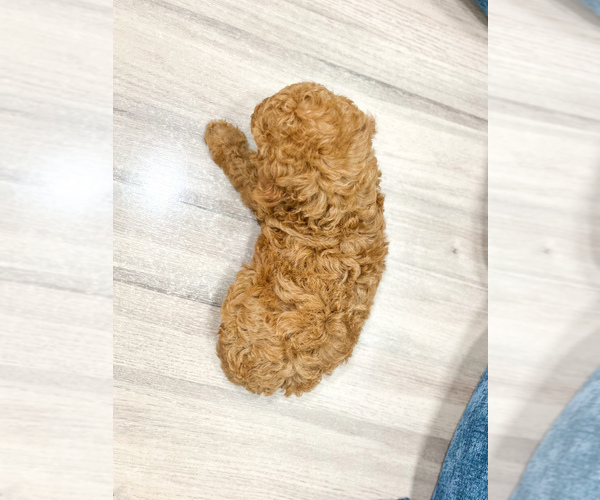 Medium Photo #4 Miniature Labradoodle Puppy For Sale in MILLERSBURG, OH, USA