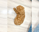 Small #3 Miniature Labradoodle