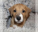 Small #1 Labrador Retriever Mix