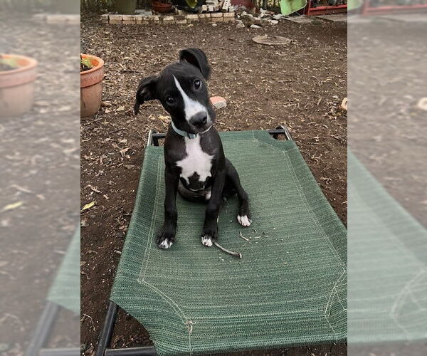 Medium Photo #4 Boxer Puppy For Sale in Austin, TX, USA