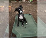 Small #3 Boxer