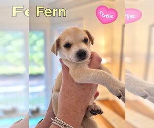 Mutt Dogs for adoption in Holly Springs, NC, USA