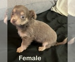Small Photo #2 Chorkie Puppy For Sale in MERCER, IL, USA