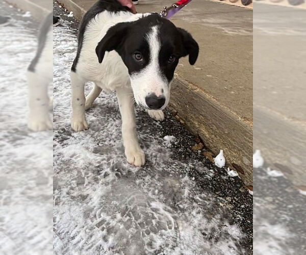 Medium Photo #4 Australian Shepherd-Unknown Mix Puppy For Sale in Grafton, WI, USA