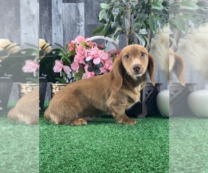 Dachshund Puppy for sale in CANOGA, NY, USA