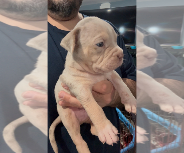 Medium Photo #2 American Bully Puppy For Sale in WALLINGFORD, CT, USA
