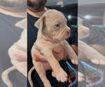 Small #1 American Bully