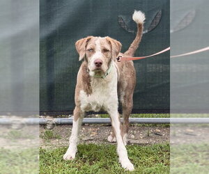 Labrador Retriever-Unknown Mix Dogs for adoption in Naples, FL, USA