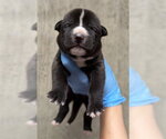 Small #1 Mutt