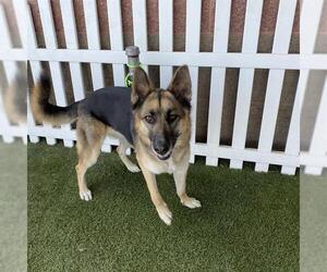 German Shepherd Dog-Unknown Mix Dogs for adoption in Modesto, CA, USA