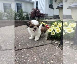 Shih Tzu Puppy for sale in TOPEKA, IN, USA