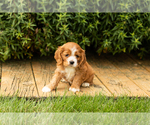 Small #19 Cocker Spaniel