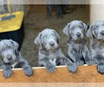 Small Photo #1 Great Dane Puppy For Sale in SACRAMENTO, CA, USA