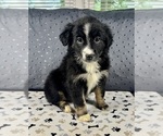 Small #1 Australian Shepherd