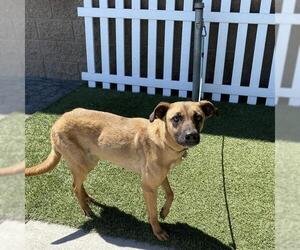 German Shepherd Dog-Unknown Mix Dogs for adoption in Modesto, CA, USA