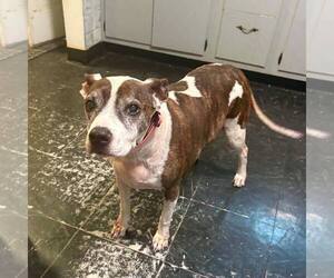 American Bulldog-Unknown Mix Dogs for adoption in New Oxford , PA, USA