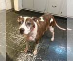 Small American Bulldog Mix
