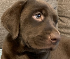 Labrador Retriever Puppy for Sale in SPOTSYLVANIA, Virginia USA