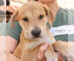Small #1 Retriever  Mix