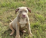 Puppy Puppy 1 American Bully