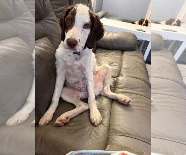 Medium Photo #5 Brittany Puppy For Sale in Curwensville, PA, USA