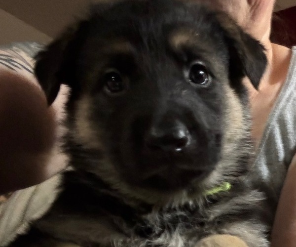 Medium Photo #1 German Shepherd Dog Puppy For Sale in SACRAMENTO, CA, USA