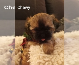 Shih Tzu Puppy for sale in WARWICK, RI, USA