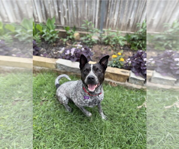 Medium Photo #11 Mutt Puppy For Sale in Euless, TX, USA
