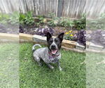 Small #10 Mutt