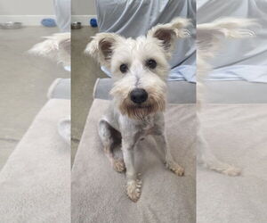 Mutt Dogs for adoption in Rockaway, NJ, USA