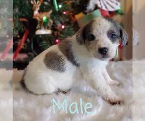 Beagle-Catahoula Leopard Dog Mix Puppy for sale in CASSVILLE, MO, USA