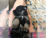 Small Photo #12 German Shepherd Dog Puppy For Sale in ROSHARON, TX, USA