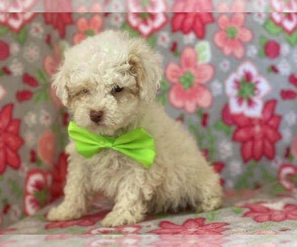 Medium Photo #5 Schnoodle (Miniature) Puppy For Sale in LANCASTER, PA, USA