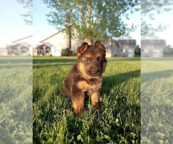 Medium Photo #5 German Shepherd Dog Puppy For Sale in MILFORD, IN, USA