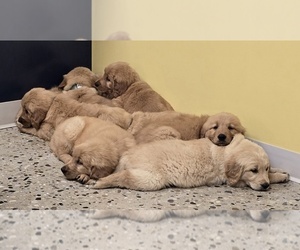 Golden Retriever Puppy for sale in FREMONT, MI, USA
