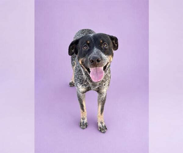 Medium Photo #2 Mutt Puppy For Sale in HESPERIA, CA, USA