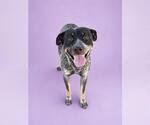 Small #1 Mutt