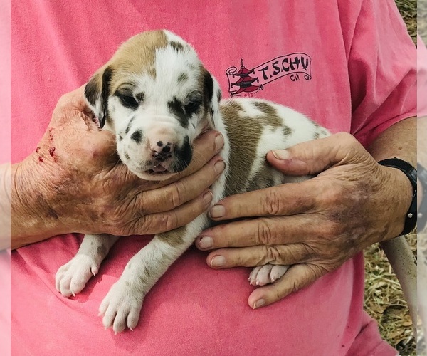 Medium Photo #7 Great Dane Puppy For Sale in THOMSON, GA, USA