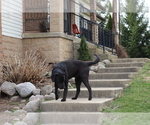 Small Photo #4 Labrador Retriever Puppy For Sale in SHILOH, OH, USA