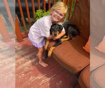 Small #8 Doberman Pinscher