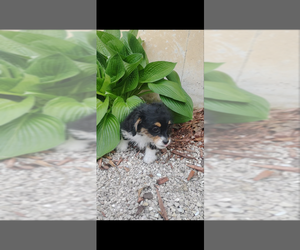 Medium Photo #4 Pembroke Welsh Corgi-Poodle (Miniature) Mix Puppy For Sale in LEBANON, MO, USA