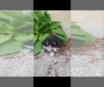 Small Photo #4 Pembroke Welsh Corgi-Poodle (Miniature) Mix Puppy For Sale in LEBANON, MO, USA