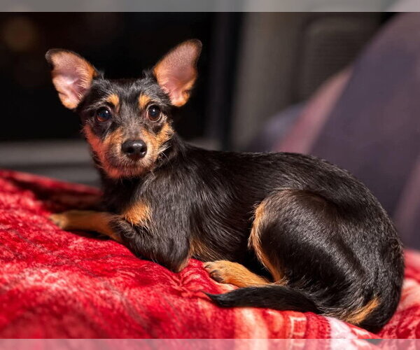 Medium Photo #4 Chipin Puppy For Sale in Grafton, WI, USA