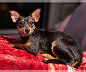 Radar - ADOPTION IN PROCESS - Male Chipin Dog for Adoption - Photo #4