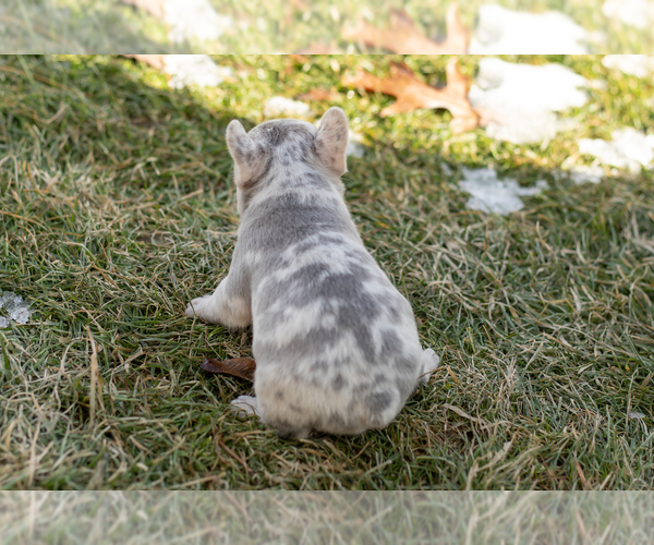 Medium Photo #6 French Bulldog Puppy For Sale in NAPPANEE, IN, USA
