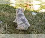 Small #5 French Bulldog