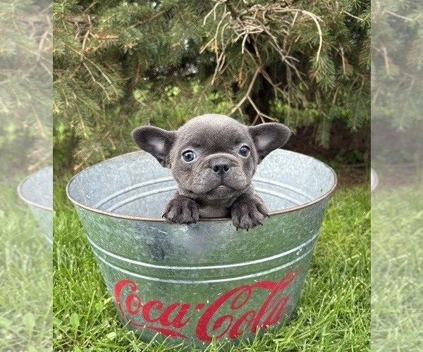 Medium Photo #2 French Bulldog Puppy For Sale in MIDDLEBURY, IN, USA